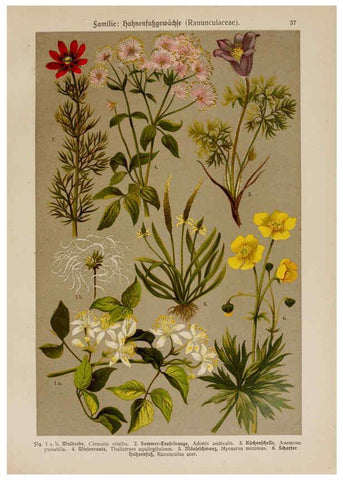 Reproducción/Reproduction 6425000875: Hoffmann-Dennert botanischer Bilderatlas Suttgart,Schweizerbart,1911