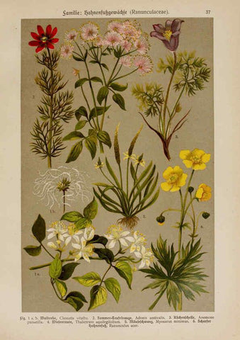 Reproducción/Reproduction 6425000875: Hoffmann-Dennert botanischer Bilderatlas Suttgart,Schweizerbart,1911