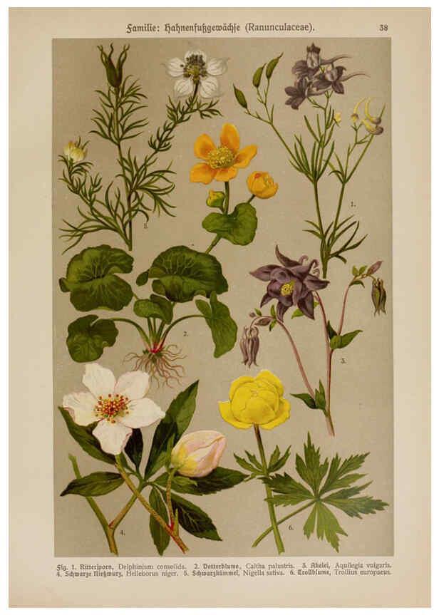 Reproducción/Reproduction 6425001519: Hoffmann-Dennert botanischer Bilderatlas Suttgart,Schweizerbart,1911