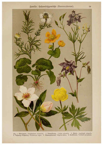 Reproducción/Reproduction 6425001519: Hoffmann-Dennert botanischer Bilderatlas Suttgart,Schweizerbart,1911