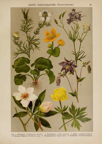 Reproducción/Reproduction 6425001519: Hoffmann-Dennert botanischer Bilderatlas Suttgart,Schweizerbart,1911