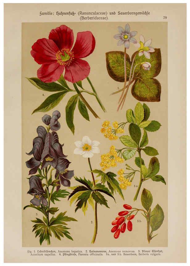 Reproducción/Reproduction 6425002113: Hoffmann-Dennert botanischer Bilderatlas Suttgart,Schweizerbart,1911