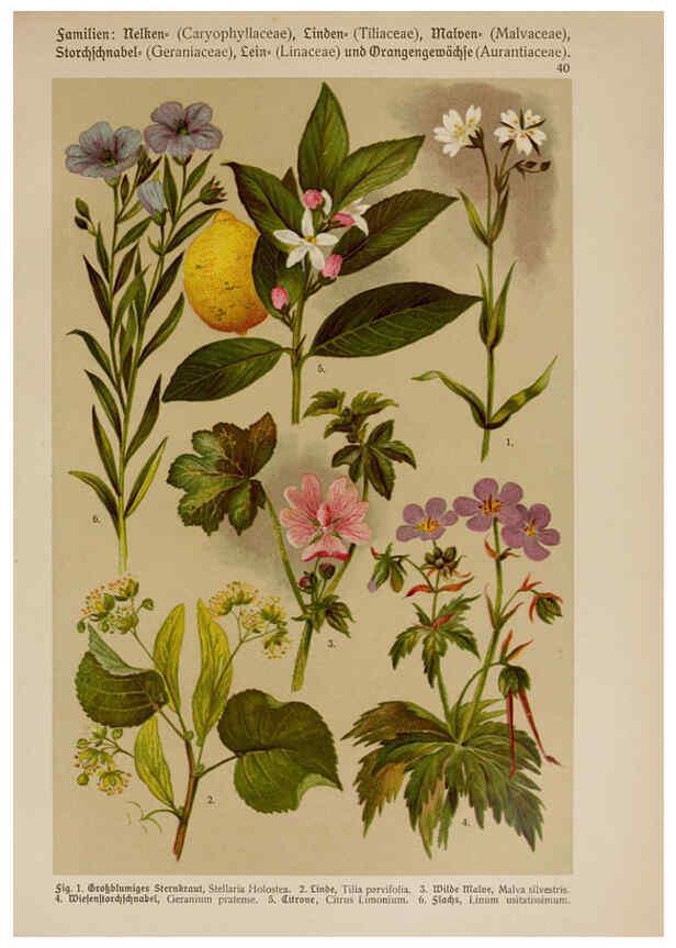 Reproducción/Reproduction 6425002531: Hoffmann-Dennert botanischer Bilderatlas Suttgart,Schweizerbart,1911