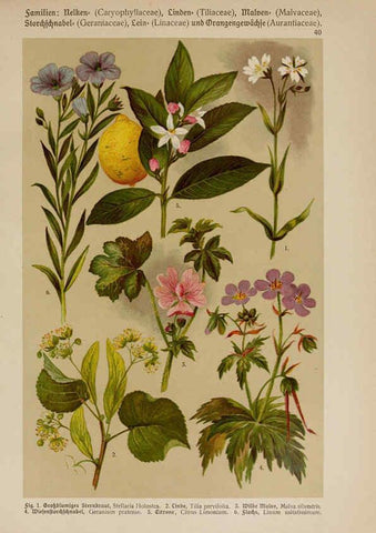 Reproducción/Reproduction 6425002531: Hoffmann-Dennert botanischer Bilderatlas Suttgart,Schweizerbart,1911