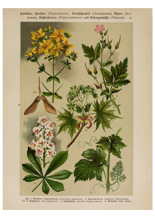 Reproducción/Reproduction 6425003029: Hoffmann-Dennert botanischer Bilderatlas Suttgart,Schweizerbart,1911