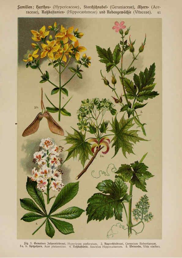 Reproducción/Reproduction 6425003029: Hoffmann-Dennert botanischer Bilderatlas Suttgart,Schweizerbart,1911