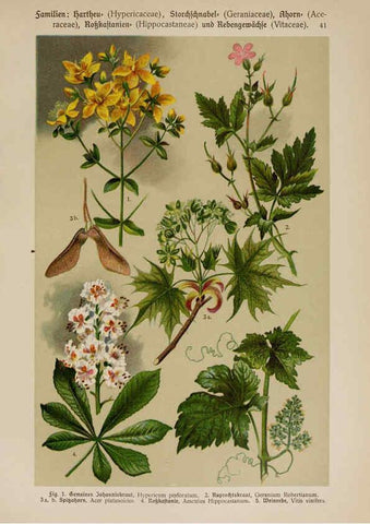 Reproducción/Reproduction 6425003029: Hoffmann-Dennert botanischer Bilderatlas Suttgart,Schweizerbart,1911