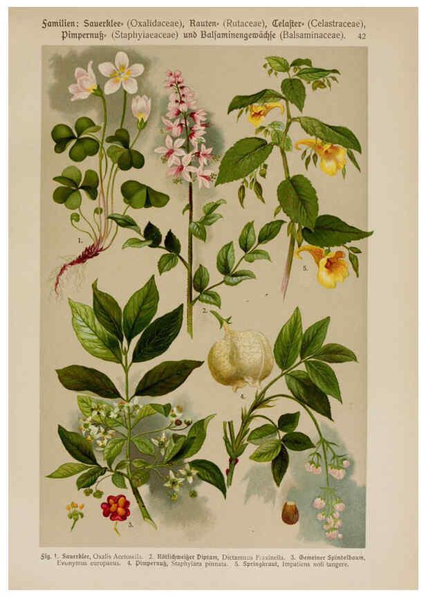 Reproducción/Reproduction 6425003429: Hoffmann-Dennert botanischer Bilderatlas Suttgart,Schweizerbart,1911