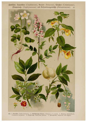 Reproducción/Reproduction 6425003429: Hoffmann-Dennert botanischer Bilderatlas Suttgart,Schweizerbart,1911
