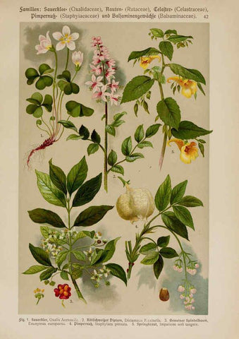 Reproducción/Reproduction 6425003429: Hoffmann-Dennert botanischer Bilderatlas Suttgart,Schweizerbart,1911