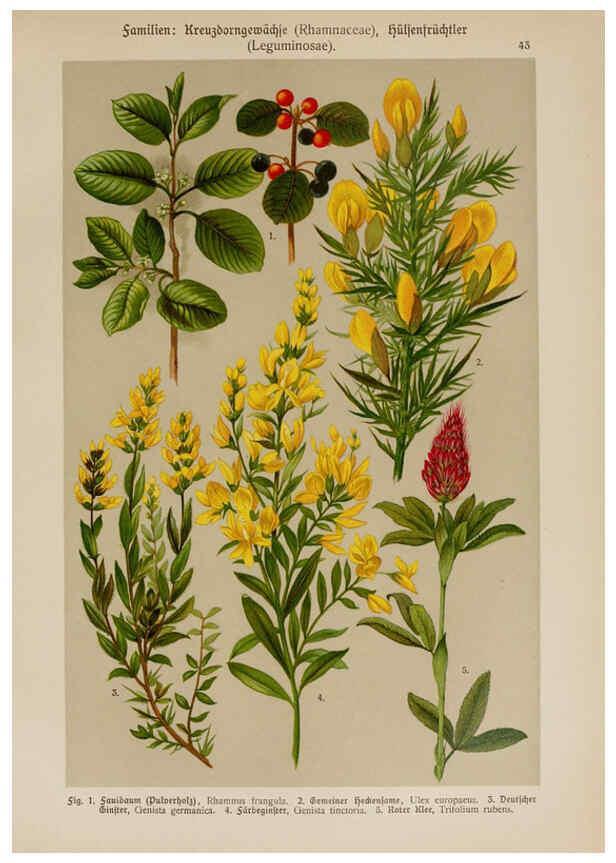 Reproducción/Reproduction 6425003791: Hoffmann-Dennert botanischer Bilderatlas Suttgart,Schweizerbart,1911