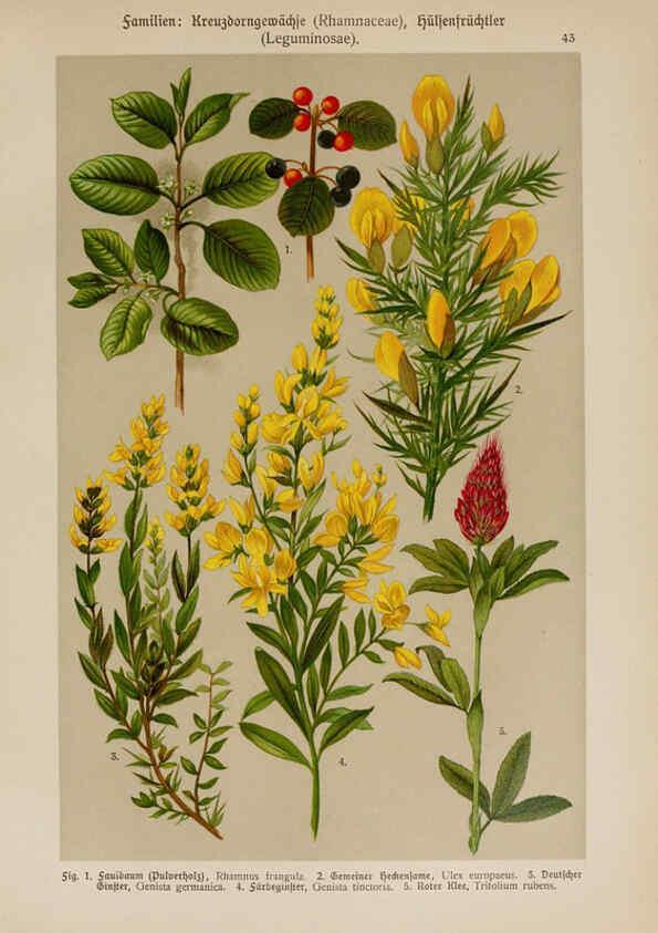 Reproducción/Reproduction 6425003791: Hoffmann-Dennert botanischer Bilderatlas Suttgart,Schweizerbart,1911