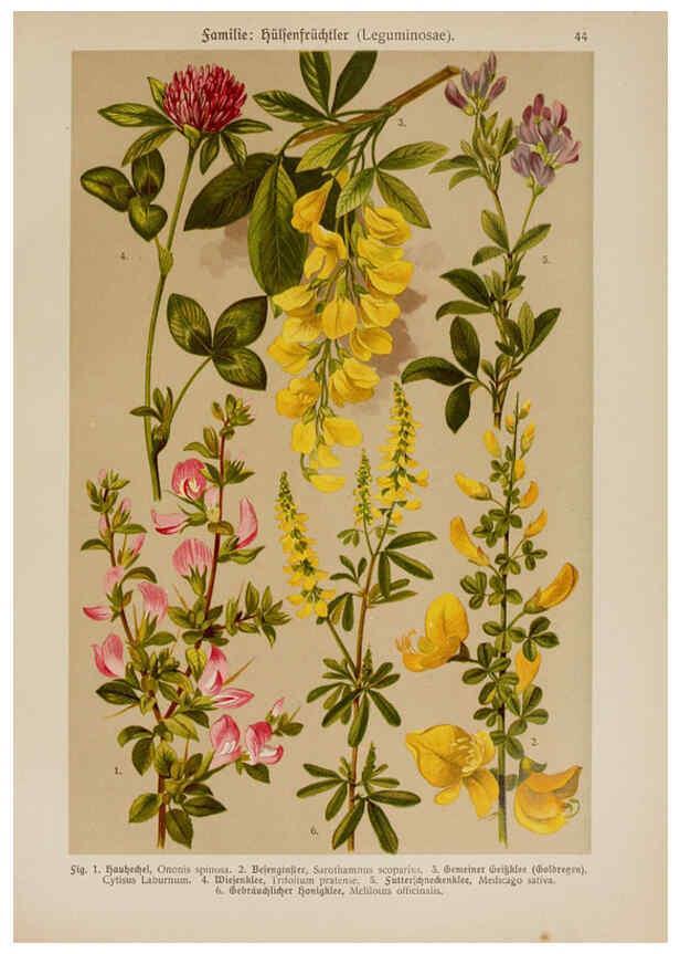 Reproducción/Reproduction 6425004217: Hoffmann-Dennert botanischer Bilderatlas Suttgart,Schweizerbart,1911