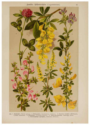 Reproducción/Reproduction 6425004217: Hoffmann-Dennert botanischer Bilderatlas Suttgart,Schweizerbart,1911