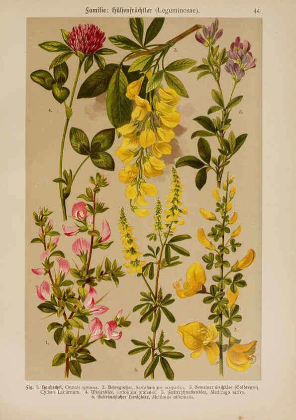 Reproducción/Reproduction 6425004217: Hoffmann-Dennert botanischer Bilderatlas Suttgart,Schweizerbart,1911