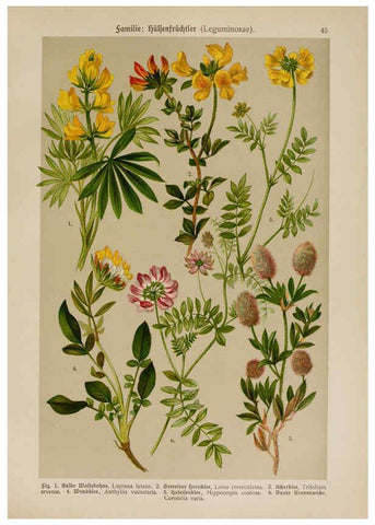 Reproducción/Reproduction 6425004783: Hoffmann-Dennert botanischer Bilderatlas Suttgart,Schweizerbart,1911