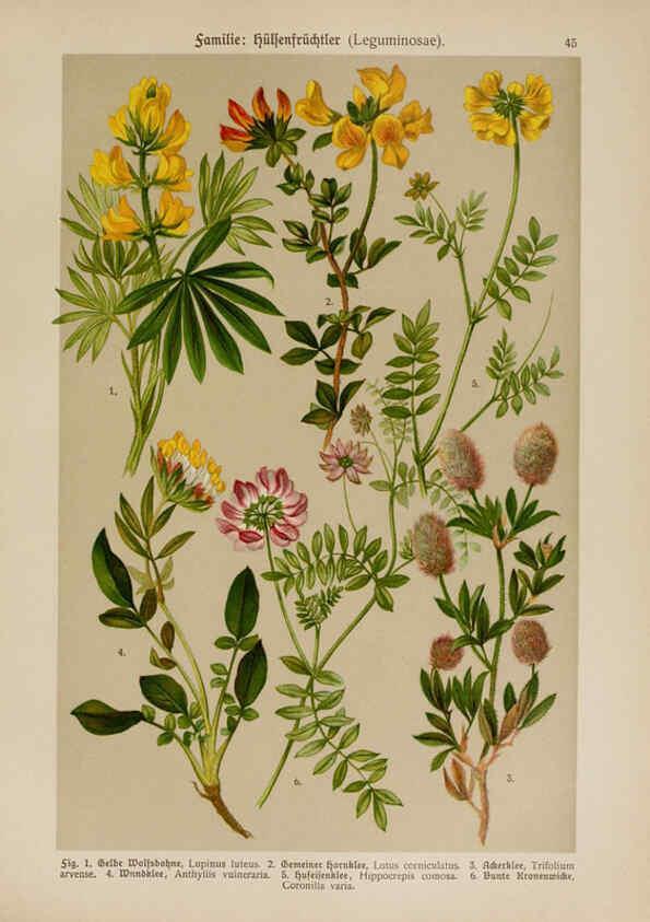 Reproducción/Reproduction 6425004783: Hoffmann-Dennert botanischer Bilderatlas Suttgart,Schweizerbart,1911