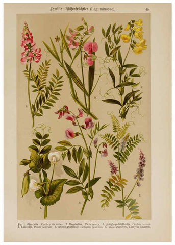 Reproducción/Reproduction 6425005185: Hoffmann-Dennert botanischer Bilderatlas Suttgart,Schweizerbart,1911