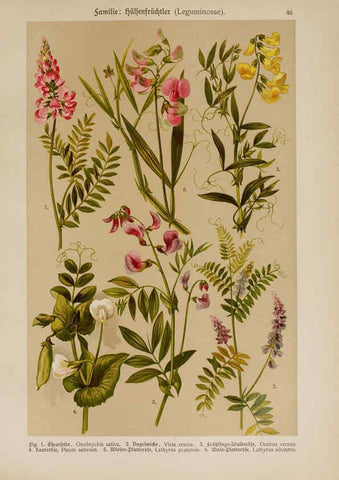 Reproducción/Reproduction 6425005185: Hoffmann-Dennert botanischer Bilderatlas Suttgart,Schweizerbart,1911