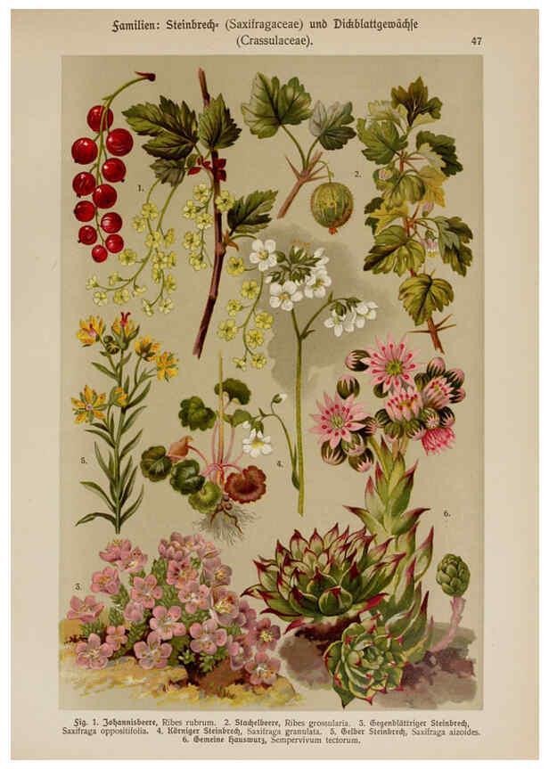 Reproducción/Reproduction 6425005559: Hoffmann-Dennert botanischer Bilderatlas Suttgart,Schweizerbart,1911