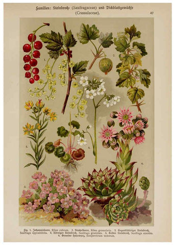 Reproducción/Reproduction 6425005559: Hoffmann-Dennert botanischer Bilderatlas Suttgart,Schweizerbart,1911