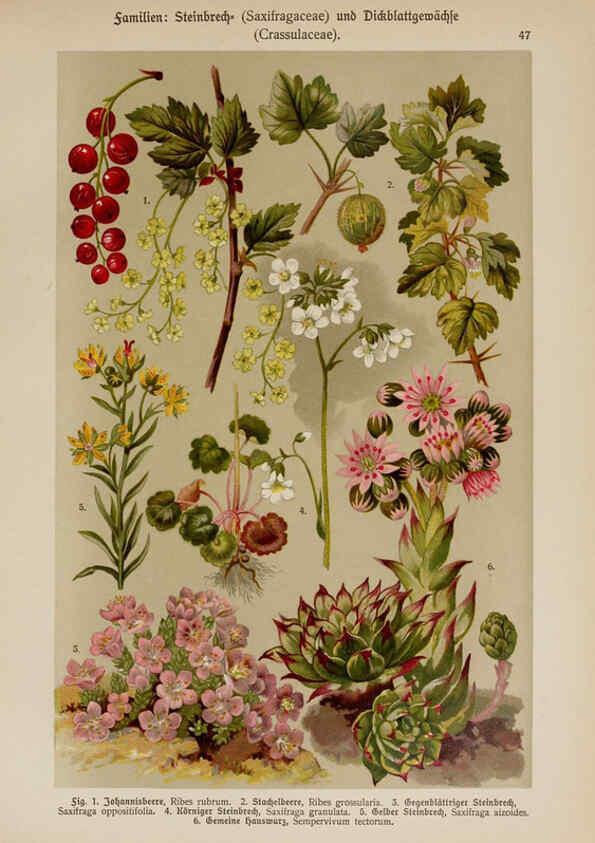 Reproducción/Reproduction 6425005559: Hoffmann-Dennert botanischer Bilderatlas Suttgart,Schweizerbart,1911