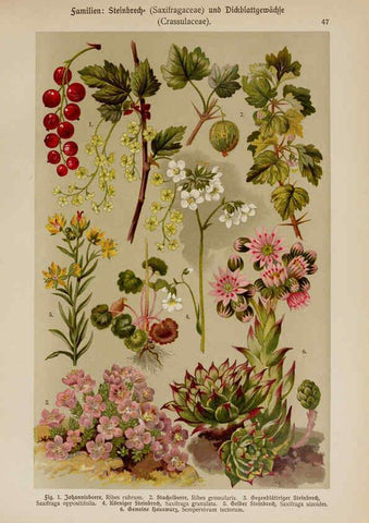 Reproducción/Reproduction 6425005559: Hoffmann-Dennert botanischer Bilderatlas Suttgart,Schweizerbart,1911