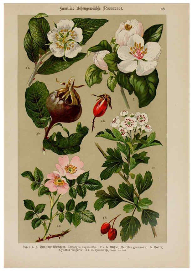 Reproducción/Reproduction 6425006105: Hoffmann-Dennert botanischer Bilderatlas Suttgart,Schweizerbart,1911