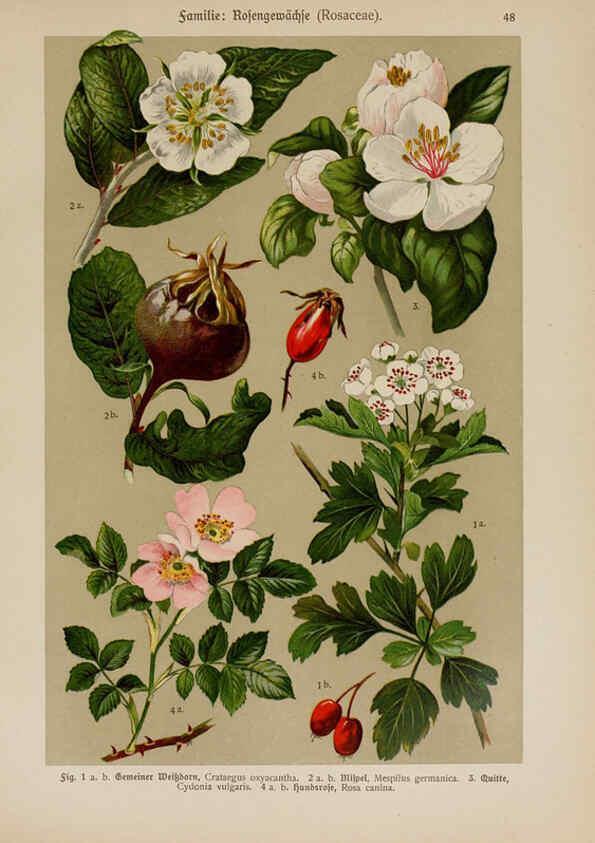 Reproducción/Reproduction 6425006105: Hoffmann-Dennert botanischer Bilderatlas Suttgart,Schweizerbart,1911