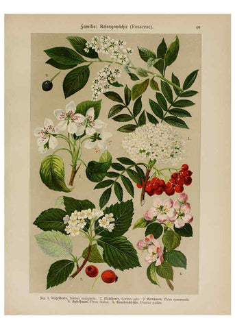 Reproducción/Reproduction 6425006563: Hoffmann-Dennert botanischer Bilderatlas Suttgart,Schweizerbart,1911