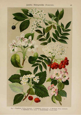 Reproducción/Reproduction 6425006563: Hoffmann-Dennert botanischer Bilderatlas Suttgart,Schweizerbart,1911