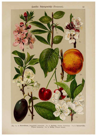 Reproducción/Reproduction 6425006941: Hoffmann-Dennert botanischer Bilderatlas Suttgart,Schweizerbart,1911