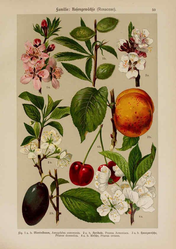 Reproducción/Reproduction 6425006941: Hoffmann-Dennert botanischer Bilderatlas Suttgart,Schweizerbart,1911