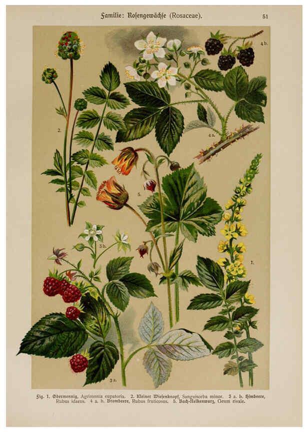 Reproducción/Reproduction 6425007305: Hoffmann-Dennert botanischer Bilderatlas Suttgart,Schweizerbart,1911