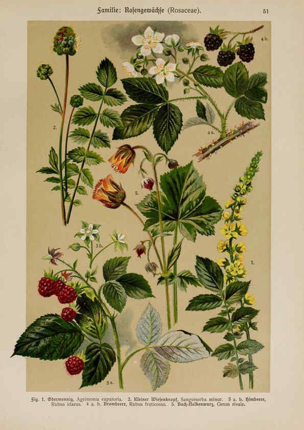 Reproducción/Reproduction 6425007305: Hoffmann-Dennert botanischer Bilderatlas Suttgart,Schweizerbart,1911
