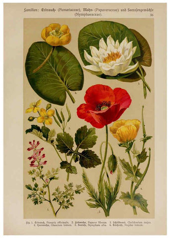 Reproducción/Reproduction 6425000275: Hoffmann-Dennert botanischer Bilderatlas Suttgart,Schweizerbart,1911
