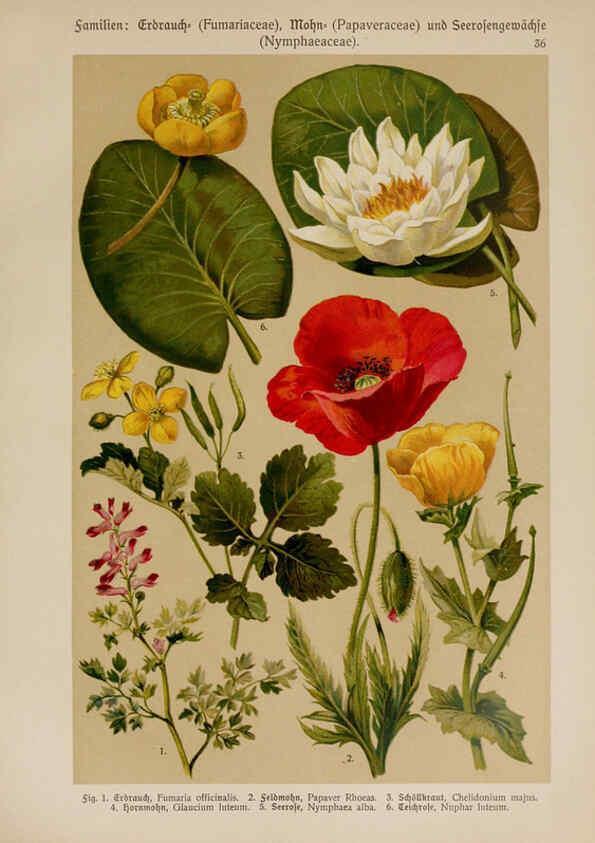 Reproducción/Reproduction 6425000275: Hoffmann-Dennert botanischer Bilderatlas Suttgart,Schweizerbart,1911