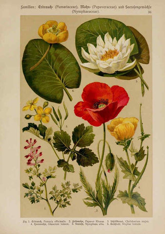 Reproducción/Reproduction 6425000275: Hoffmann-Dennert botanischer Bilderatlas Suttgart,Schweizerbart,1911