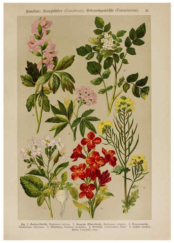 Reproducción/Reproduction 6424999707: Hoffmann-Dennert botanischer Bilderatlas Suttgart,Schweizerbart,1911