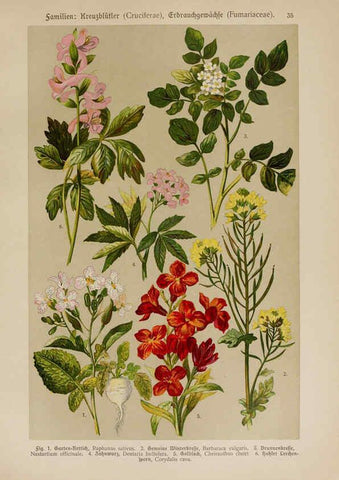 Reproducción/Reproduction 6424999707: Hoffmann-Dennert botanischer Bilderatlas Suttgart,Schweizerbart,1911