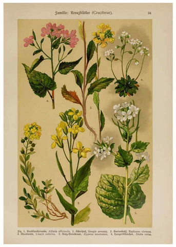 Reproducción/Reproduction 6424999165: Hoffmann-Dennert botanischer Bilderatlas Suttgart,Schweizerbart,1911