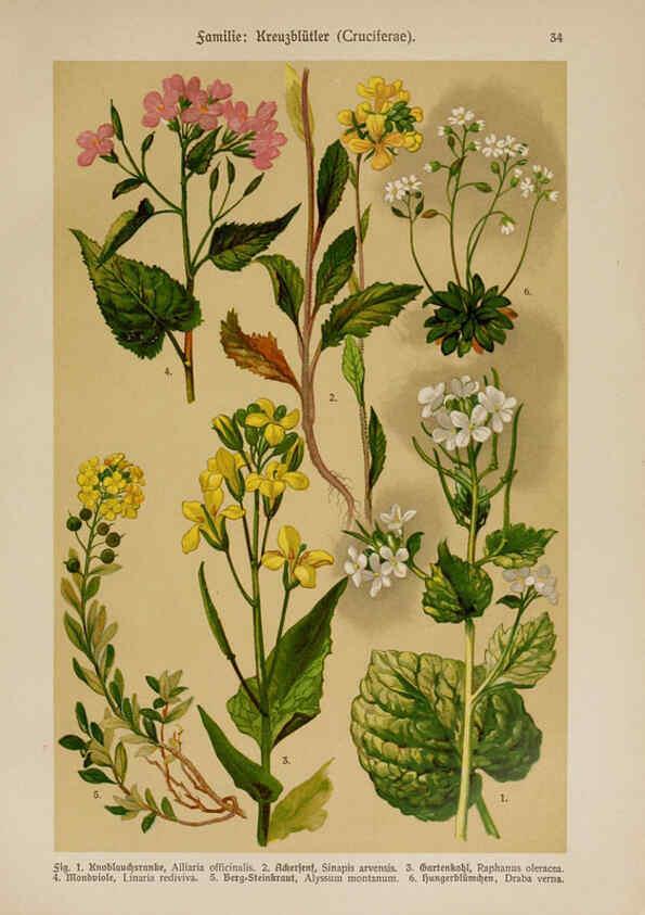 Reproducción/Reproduction 6424999165: Hoffmann-Dennert botanischer Bilderatlas Suttgart,Schweizerbart,1911