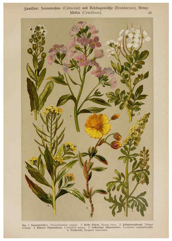 Reproducción/Reproduction 6424998603: Hoffmann-Dennert botanischer Bilderatlas Suttgart,Schweizerbart,1911
