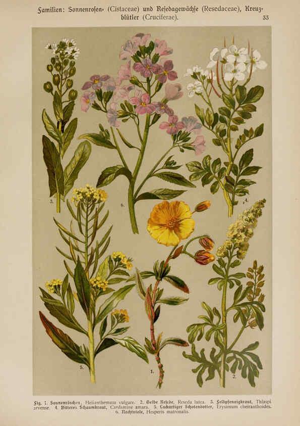 Reproducción/Reproduction 6424998603: Hoffmann-Dennert botanischer Bilderatlas Suttgart,Schweizerbart,1911