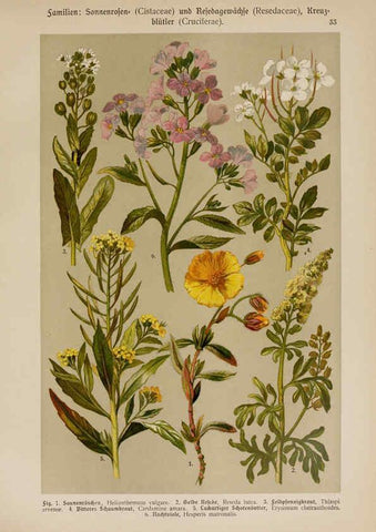 Reproducción/Reproduction 6424998603: Hoffmann-Dennert botanischer Bilderatlas Suttgart,Schweizerbart,1911