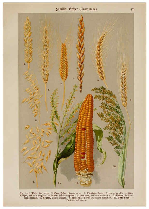 Reproducción/Reproduction 6424989603: Hoffmann-Dennert botanischer Bilderatlas Suttgart,Schweizerbart,1911