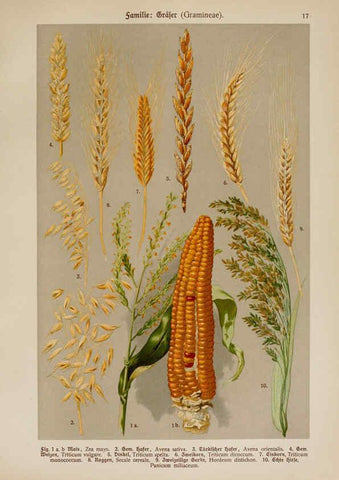 Reproducción/Reproduction 6424989603: Hoffmann-Dennert botanischer Bilderatlas Suttgart,Schweizerbart,1911