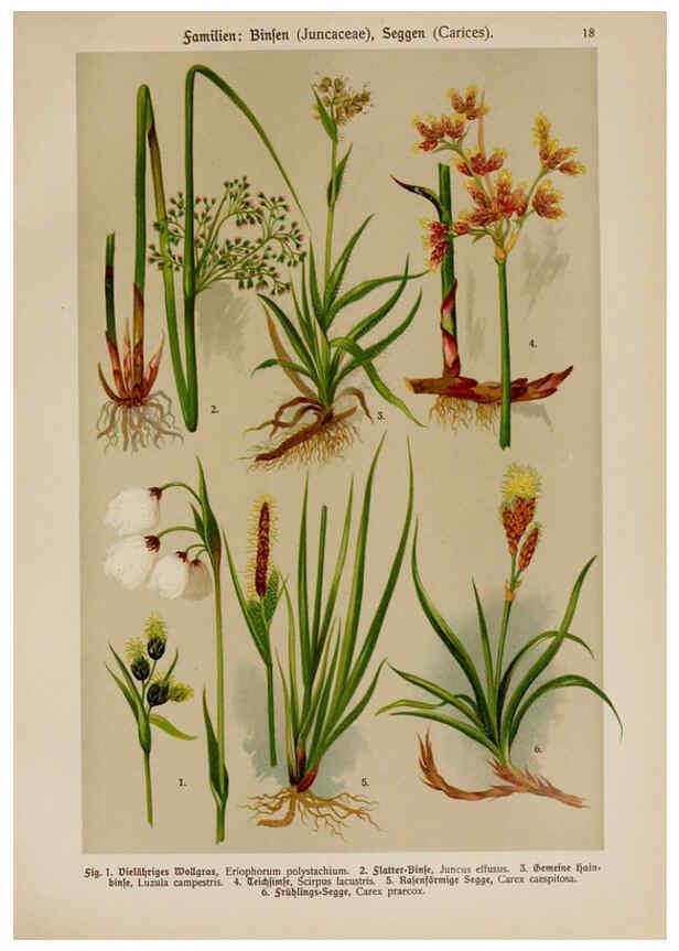 Reproducción/Reproduction 6424990071: Hoffmann-Dennert botanischer Bilderatlas Suttgart,Schweizerbart,1911