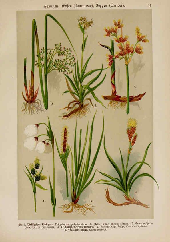 Reproducción/Reproduction 6424990071: Hoffmann-Dennert botanischer Bilderatlas Suttgart,Schweizerbart,1911