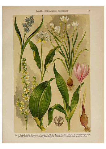 Reproducción/Reproduction 6424990543: Hoffmann-Dennert botanischer Bilderatlas Suttgart,Schweizerbart,1911